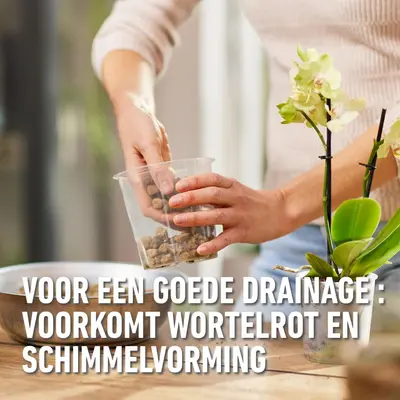 Compo Granuplant® orchideeën 3l - afbeelding 5