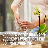 Compo Granuplant® orchideeën 3l - afbeelding 5