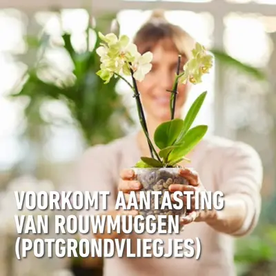 Compo Granuplant® orchideeën 3l - afbeelding 6
