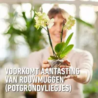 Compo Granuplant® orchideeën 3l - afbeelding 6