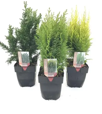 Conifer (Coniferen-Mix) 30cm kopen? - tuincentrum Osdorp :)