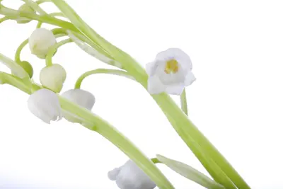 Convallaria Majalis (Lelietje der dalen) - afbeelding 4
