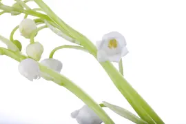 Convallaria Majalis (Lelietje der dalen) - afbeelding 4