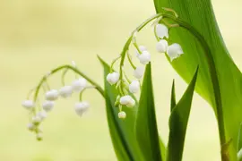 Convallaria Majalis (Lelietje der dalen) - afbeelding 11