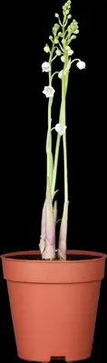 Convallaria Majalis (Lelietje der dalen) - afbeelding 3