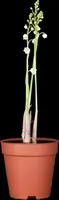 Convallaria Majalis (Lelietje der dalen) - afbeelding 3