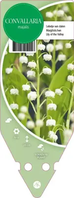 Convallaria Majalis (Lelietje der dalen) - afbeelding 1