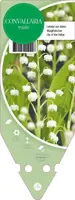Convallaria Majalis (Lelietje der dalen) - afbeelding 1