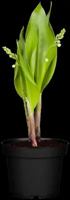 Convallaria Majalis (Lelietje der dalen) - afbeelding 9
