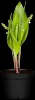 Convallaria Majalis (Lelietje der dalen) - afbeelding 9
