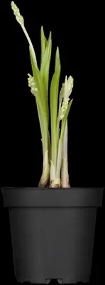 Convallaria Majalis (Lelietje der dalen) - afbeelding 7