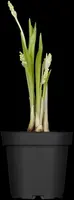 Convallaria Majalis (Lelietje der dalen) - afbeelding 7