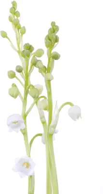 Convallaria Majalis (Lelietje der dalen) - afbeelding 6