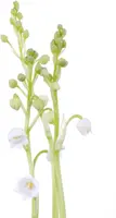 Convallaria Majalis (Lelietje der dalen) - afbeelding 6