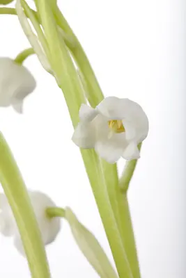 Convallaria Majalis (Lelietje der dalen) - afbeelding 5