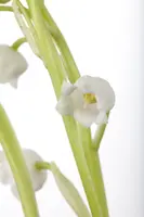 Convallaria Majalis (Lelietje der dalen) - afbeelding 5