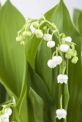 Convallaria Majalis (Lelietje der dalen) - afbeelding 8