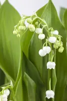 Convallaria Majalis (Lelietje der dalen) - afbeelding 8