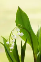 Convallaria Majalis (Lelietje der dalen) - afbeelding 10