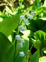 Convallaria Majalis (Lelietje der dalen) - afbeelding 13
