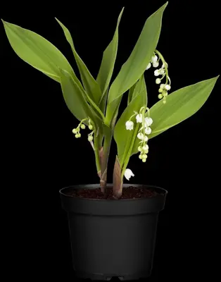 Convallaria Majalis (Lelietje der dalen) - afbeelding 12