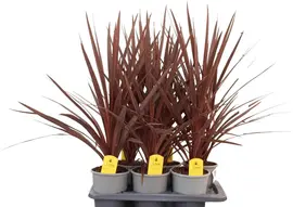 Cordyline australis (Koolpalm) 60cm - afbeelding 2