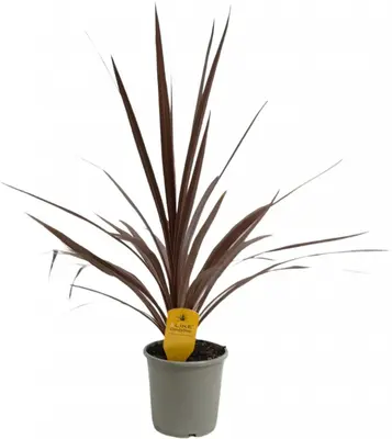 Cordyline australis (Koolpalm) 60cm - afbeelding 1