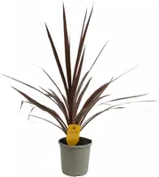 Cordyline australis (Koolpalm) 60cm - afbeelding 1