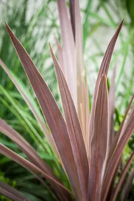 Cordyline australis 'Red Star' (Cordyline 'Red Star') - afbeelding 3