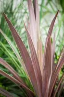 Cordyline australis 'Red Star' (Cordyline 'Red Star') - afbeelding 3