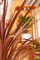 Cordyline australis 'Red Star' (Cordyline 'Red Star') - afbeelding 7