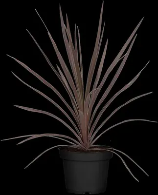 Cordyline australis 'Red Star' (Cordyline 'Red Star') - afbeelding 2