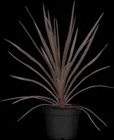 Cordyline australis 'Red Star' (Cordyline 'Red Star') - afbeelding 2