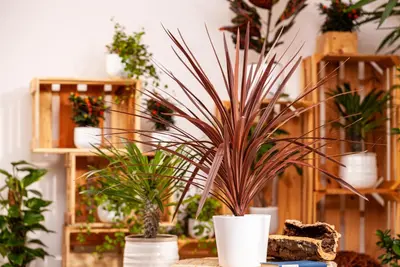 Cordyline australis 'Red Star' (Cordyline 'Red Star') - afbeelding 4