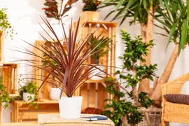 Cordyline australis 'Red Star' (Cordyline 'Red Star') - afbeelding 5