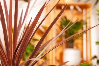 Cordyline australis 'Red Star' (Cordyline 'Red Star') - afbeelding 6