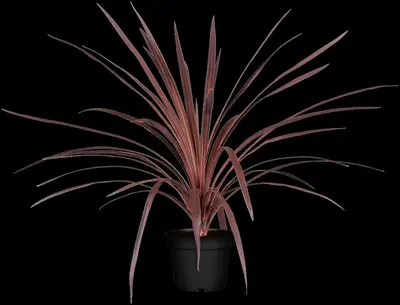 Cordyline australis 'Red Star' (Cordyline 'Red Star') - afbeelding 1