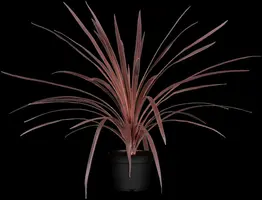 Cordyline australis 'Red Star' (Cordyline 'Red Star') - afbeelding 1