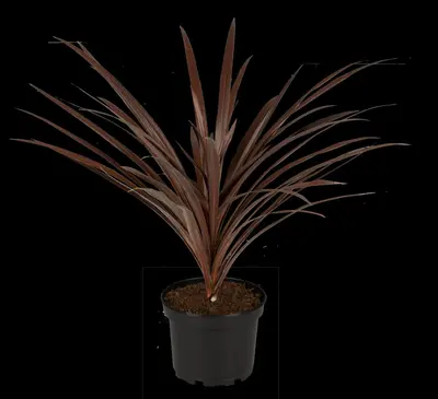 Cordyline australis 'Red Star' (Cordyline 'Red Star') - afbeelding 8