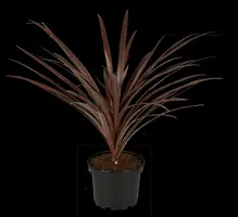 Cordyline australis 'Red Star' (Cordyline 'Red Star') - afbeelding 8