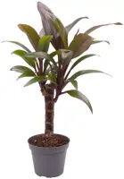 Cordyline frut. 'purple compacta' (Koolpalm, Geluksplant) 22cm - afbeelding 1
