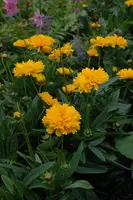 Coreopsis grandiflora 'Early Sunrise' (Meisjesogen 'Early Sunrise') - afbeelding 1