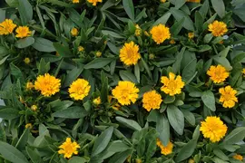 Coreopsis grandiflora 'Early Sunrise' (Meisjesogen 'Early Sunrise') - afbeelding 2
