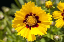 Coreopsis grandiflora 'Sonnenkind' (Meisjesogen) - afbeelding 2