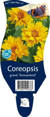 Coreopsis grandiflora 'Sonnenkind' (Meisjesogen) - afbeelding 1