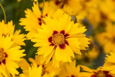 Coreopsis Lanceolata Sterntaler (Meisjesogen) - afbeelding 5