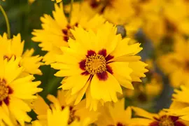 Coreopsis Lanceolata Sterntaler (Meisjesogen) - afbeelding 5