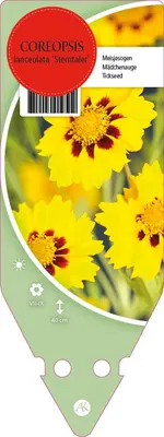 Coreopsis Lanceolata Sterntaler (Meisjesogen) - afbeelding 1