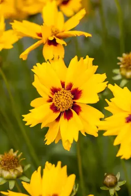 Coreopsis Lanceolata Sterntaler (Meisjesogen) - afbeelding 4