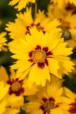 Coreopsis Lanceolata Sterntaler (Meisjesogen) - afbeelding 6